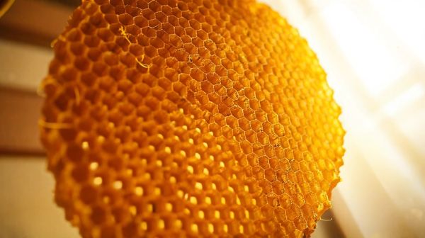 Les 10 avantages surprenants du miel de jujubier
